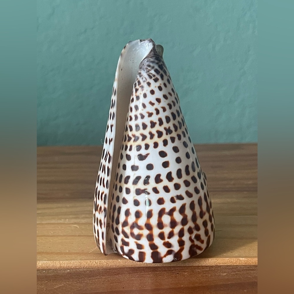 Natural Black Corn Conch Sea Shell Decoration 3.25”